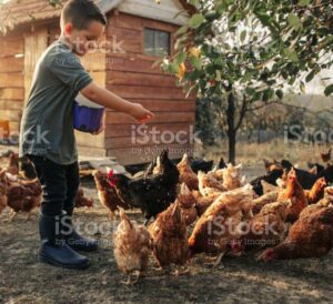 boy feeding chickens